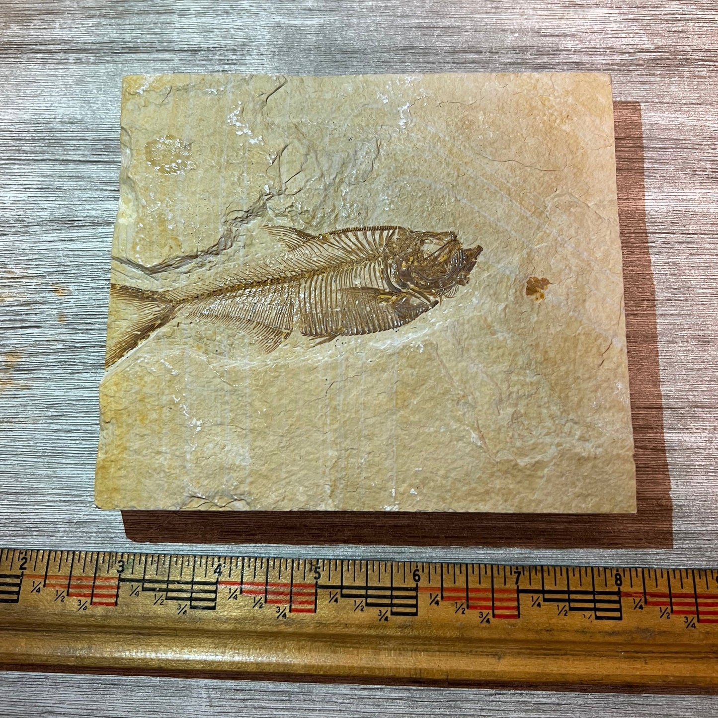 Diplomystus denatus fossil #3-001