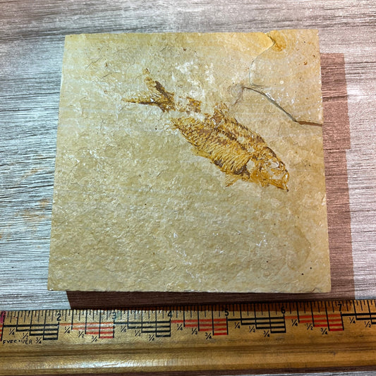 Knightia eocaena fossil #3-002