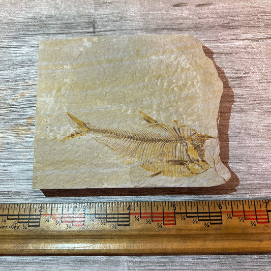 Diplomystus denata fossil #3-003