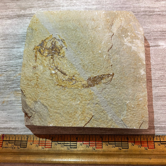 Knightia eocaena fossil #3-004