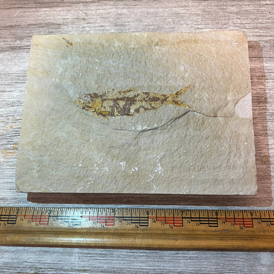 Knightia eocaena fossil #3-006