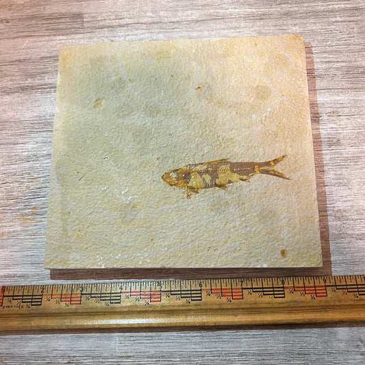 Knightia eocaena fossil double sided plate #3-005
