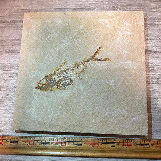 Diplomystus denatus fossil #3-010