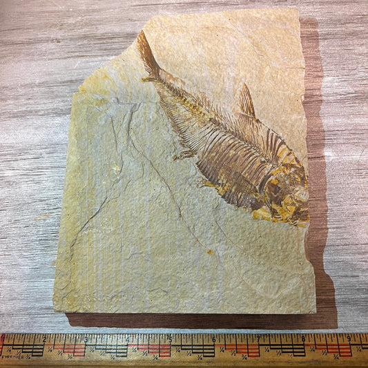 Diplomystus denatus fossil #3-011