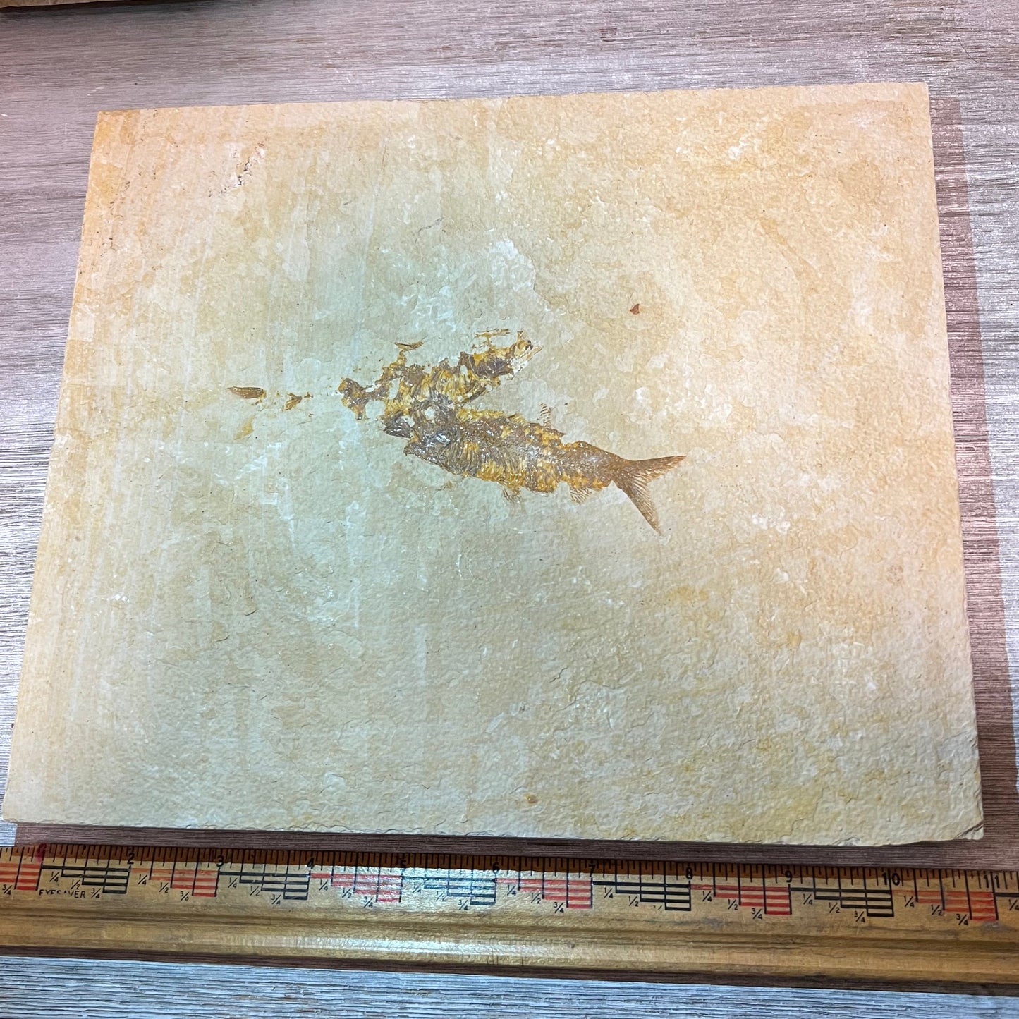 Knightia eocaena double fossil tile #3-013