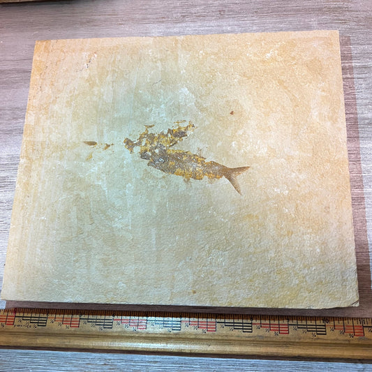 Knightia eocaena double fossil tile #3-013