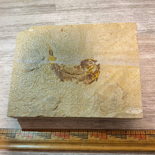 Knightia eocaena fossil #3-014