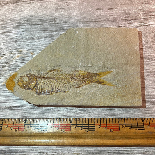 Knightia eocaena fossil #3-017