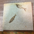 Knightia and Diplomystus fossil tile #4-001, Default Title at Stemcell Science Shop
