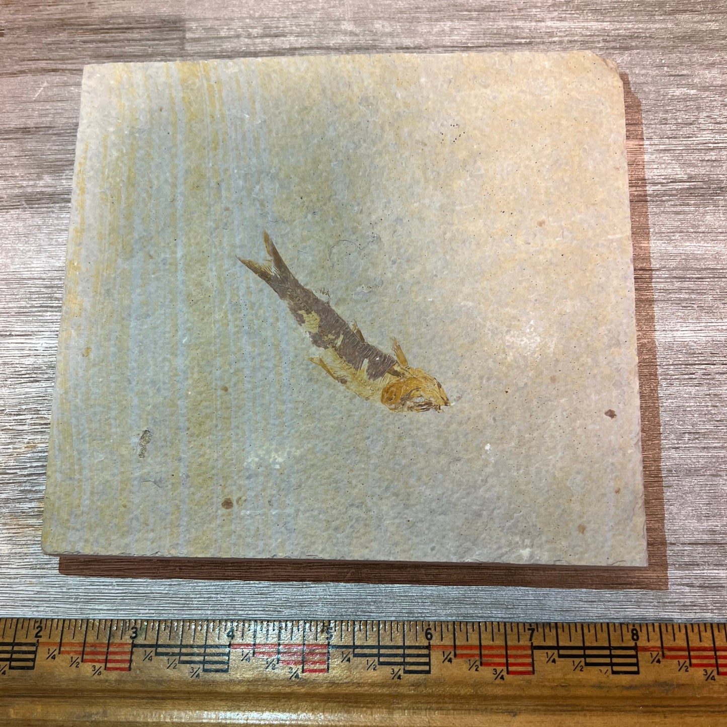 Knightia eocaena fossil #4-003