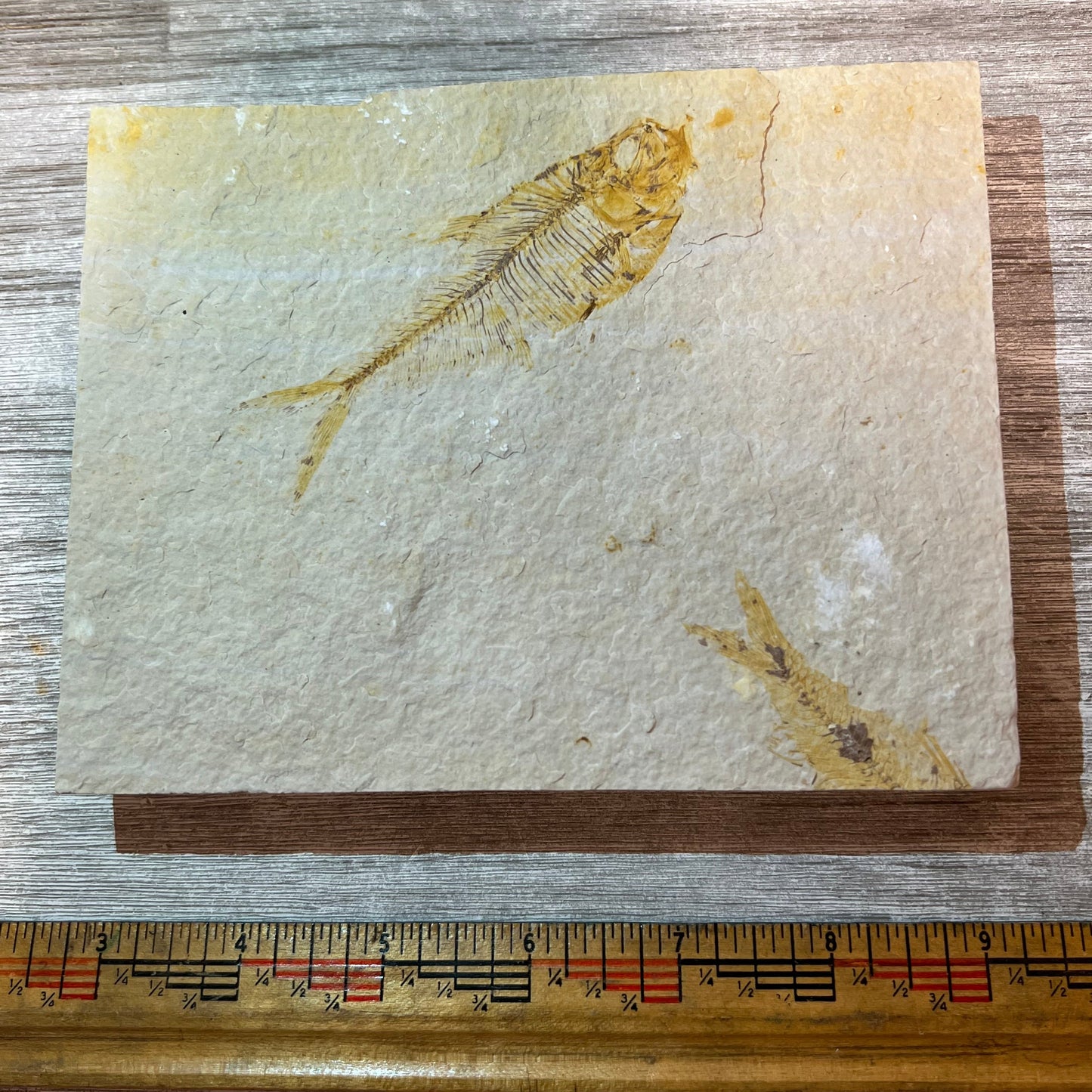 Diplomystus and partial Knightia fossil #4-004
