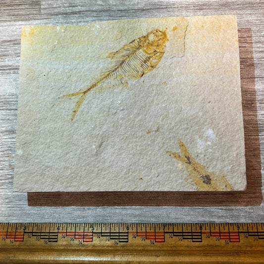 Diplomystus and partial Knightia fossil #4-004