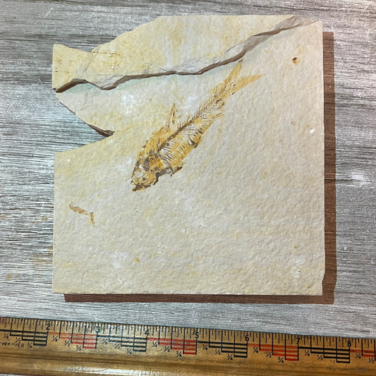 Knightia eocaena fossil #4-006