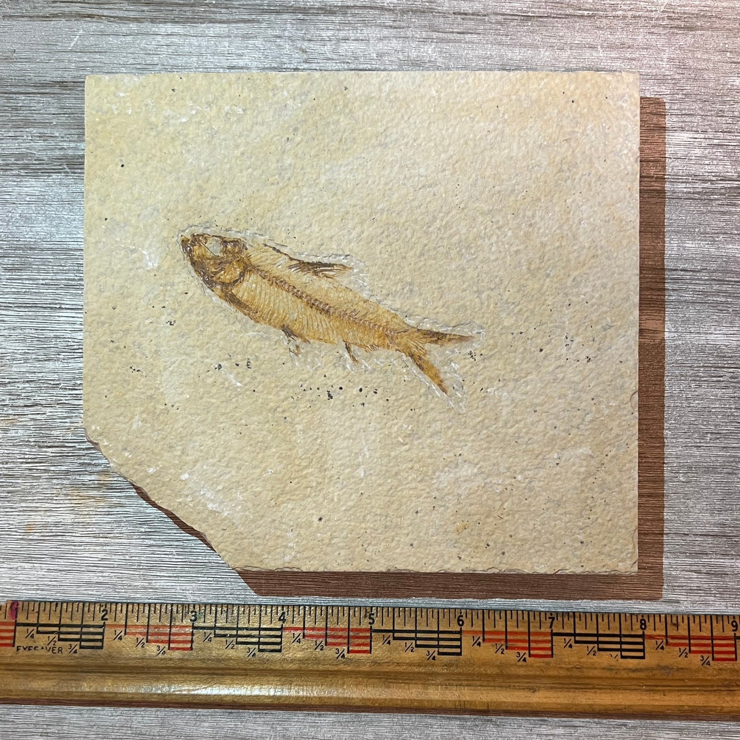 Knightia eocaena fossil #4-007