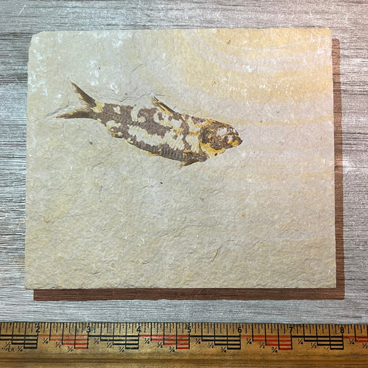 Knightia fossil #4-009