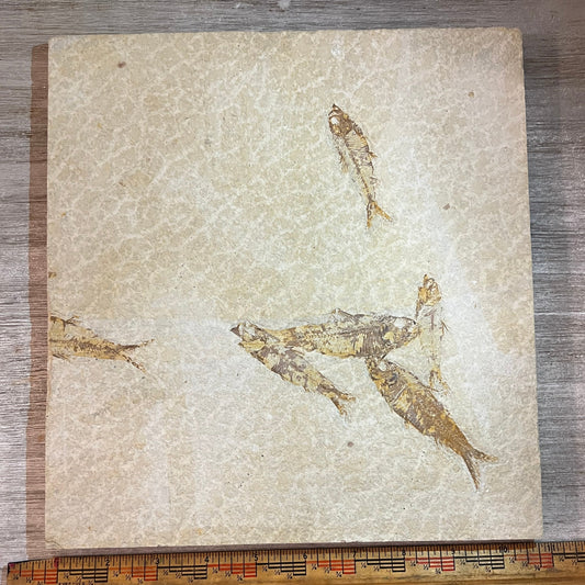 Knightia mortality plate #4-010