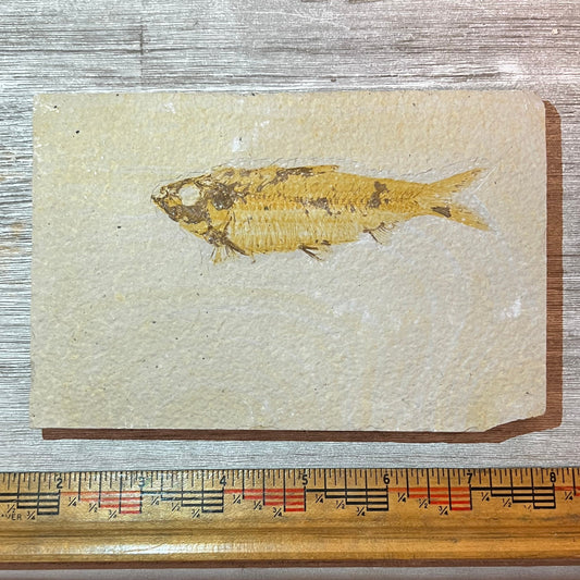 Knightia fossil #4-011