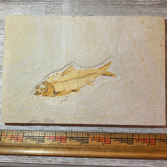 Knightia eocaena fossil #4-012