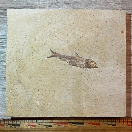 Knightia eocaena fossil #4-015