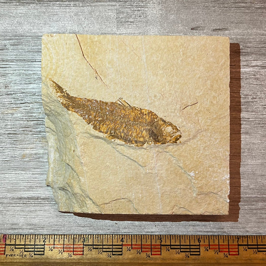 Knightia eocaena fossil #4-016