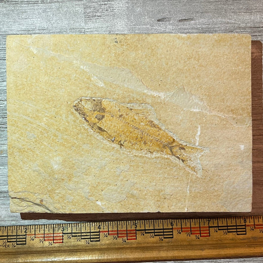 Knightia fossil #4-017