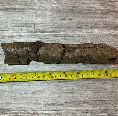 Triceratops rib 9" section - Morrison Formation #5-001