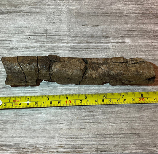Triceratops rib 9" section - Morrison Formation #5-001