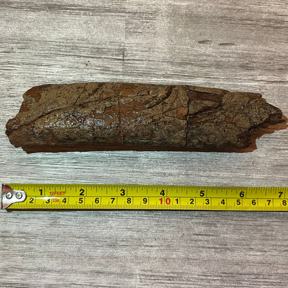 Triceratops rib 7" section #5-002