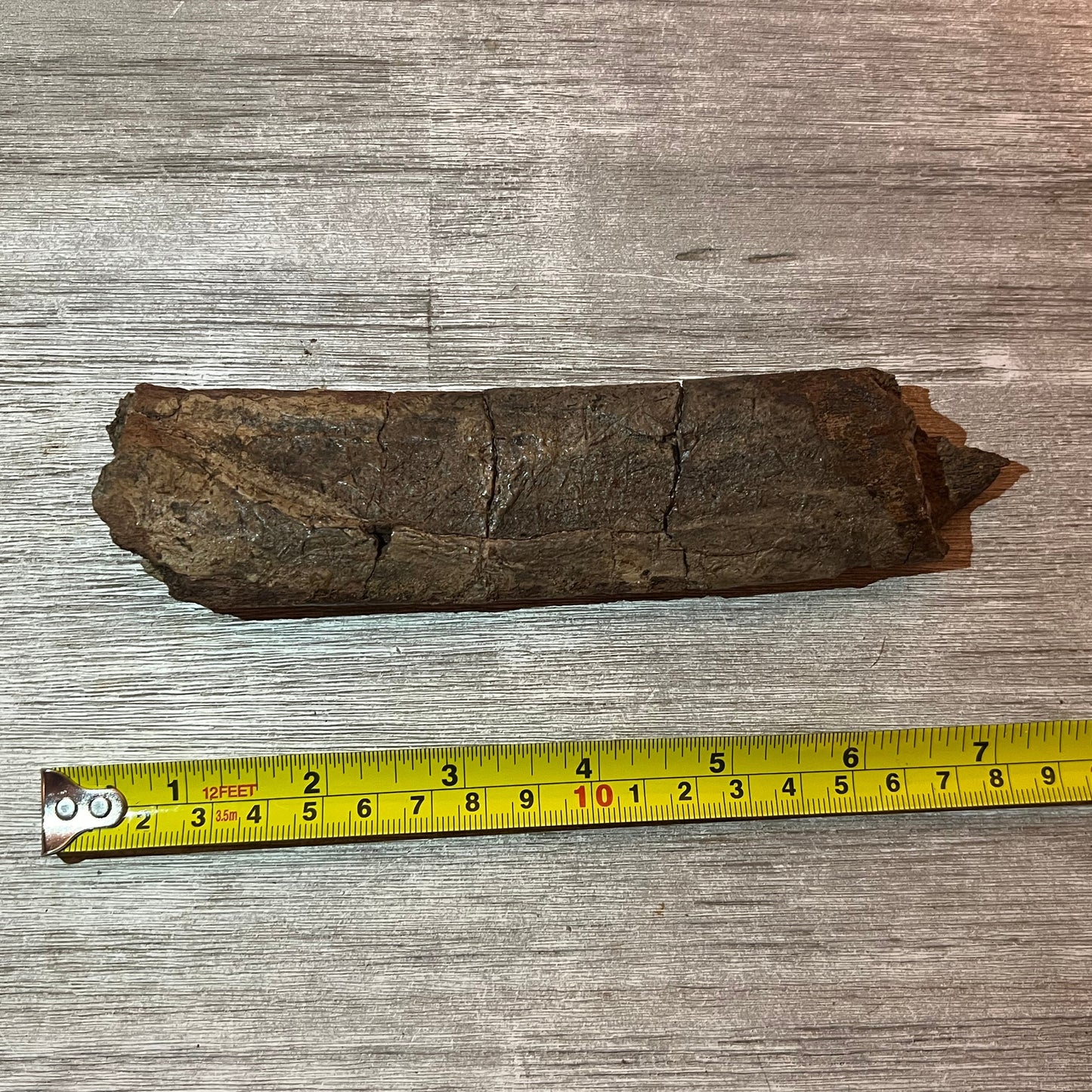 Triceratops rib 7" section #5-002