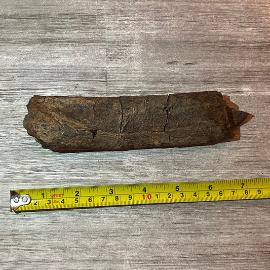 Triceratops rib 7" section #5-002