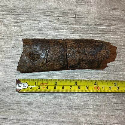 Triceratops rib section 5" #5-003