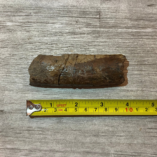 Triceratops rib fossil section 4" #5-004