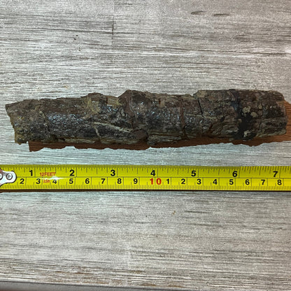 Camarasaurus rib 7" section #5-005