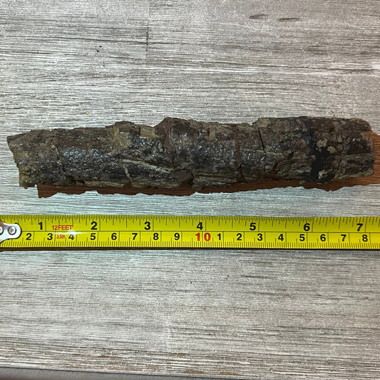 Camarasaurus rib 7" section #5-005