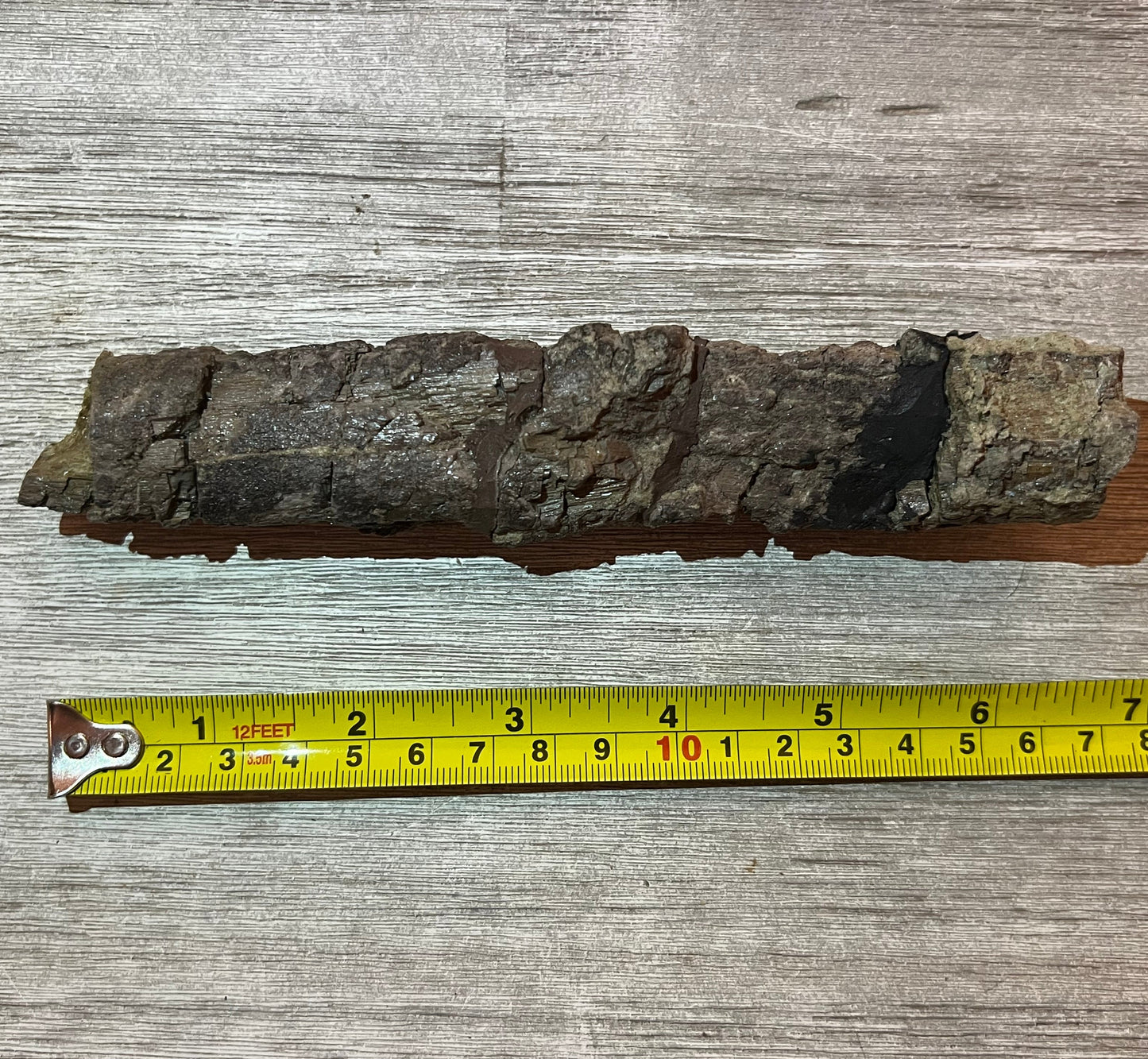 Camarasaurus rib 7" section #5-005