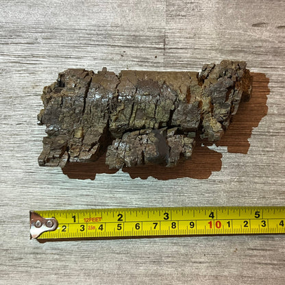 Camarasaurus rib section #5-006