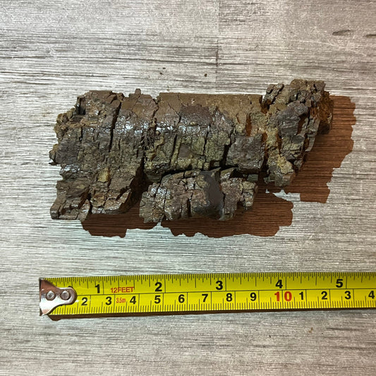 Camarasaurus rib section #5-006