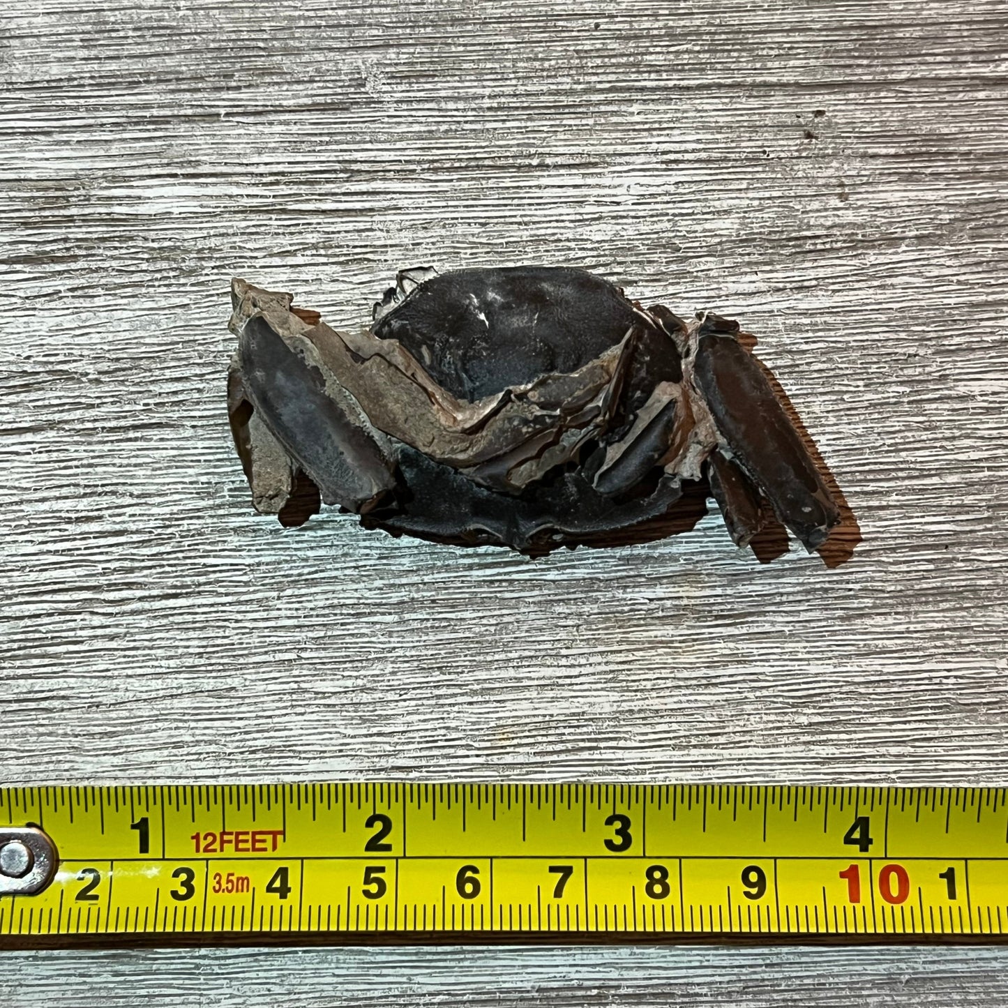 Macrophthalmus latreillei - Crab Fossil #6-003