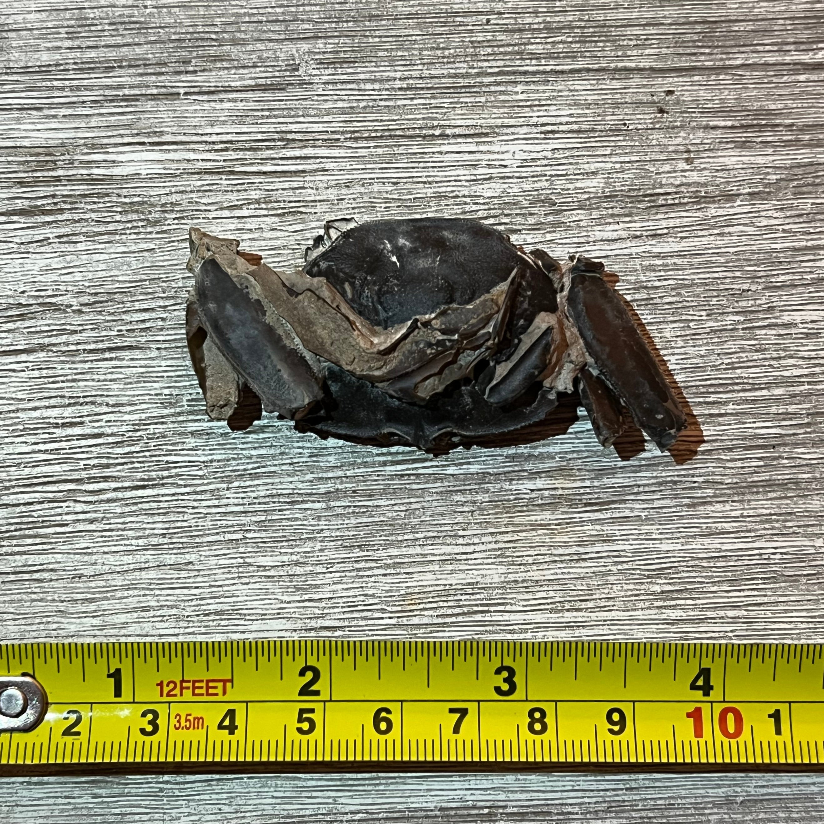 Macrophthalmus latreillei - Crab Fossil #6-003