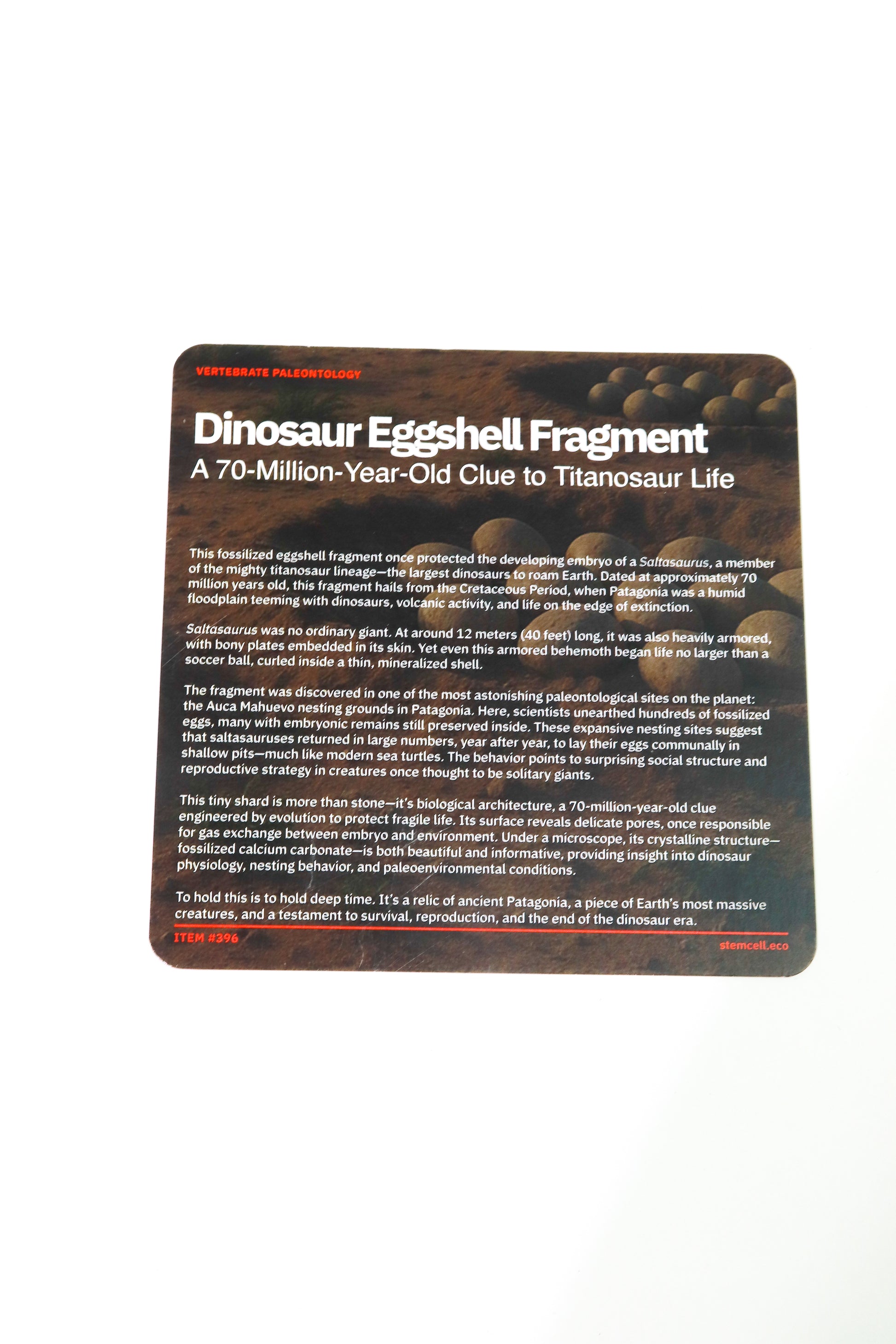 Saltasaurus Eggshell Fossil - Stemcell Science Shop