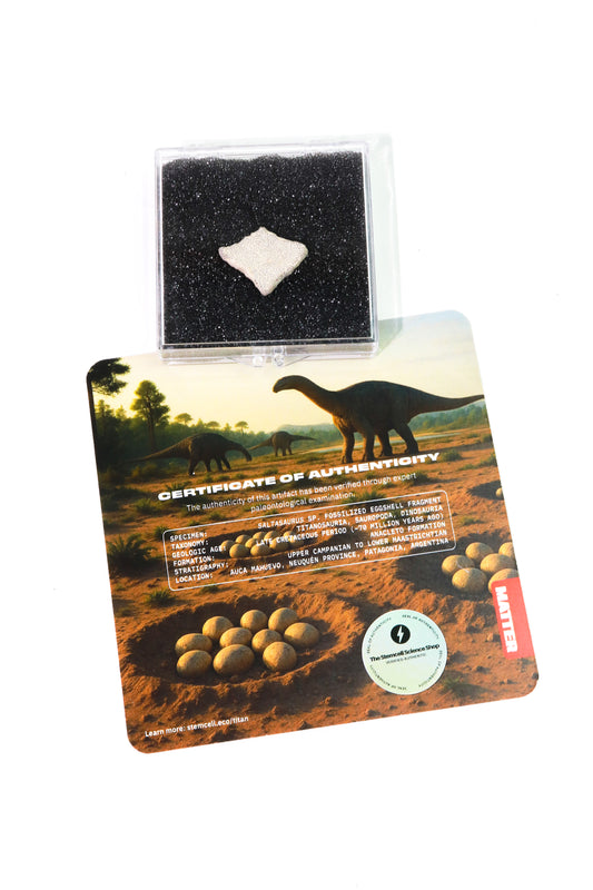 Saltasaurus Eggshell Fossil - Stemcell Science Shop