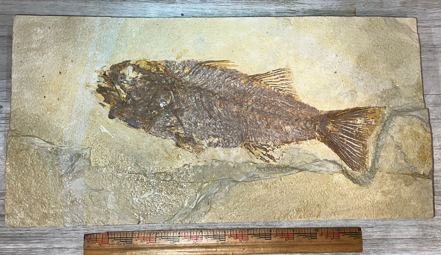 Mioplosus fossil 12"+