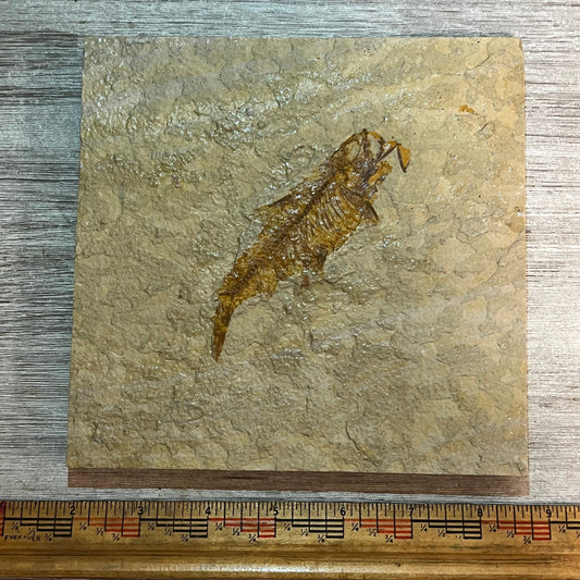 Knightia aspiration fossil #7-001