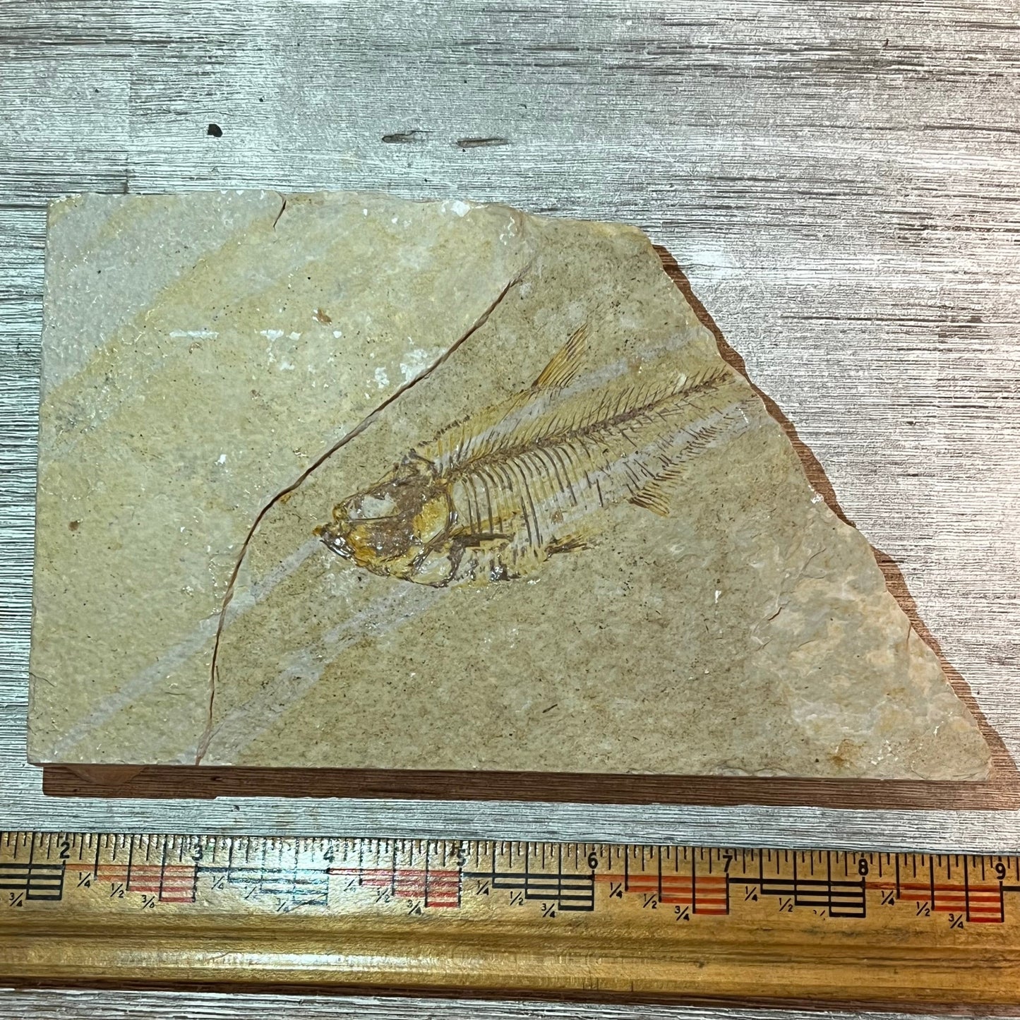 Diplomystus fossil #7-002