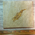 Knightia aspiration fossil #7-003