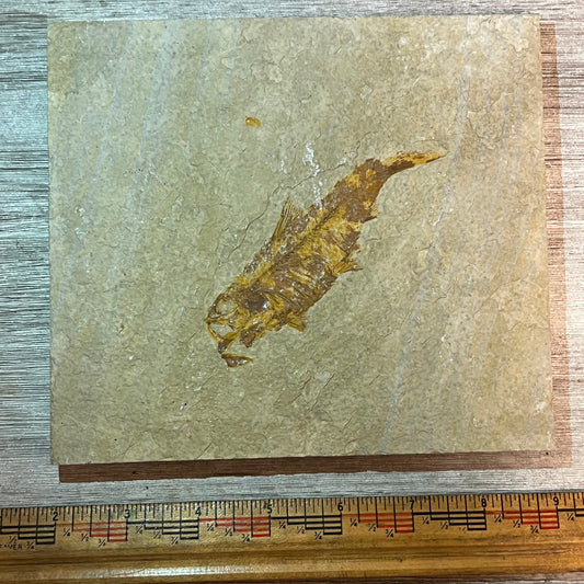 Knightia aspiration fossil #7-003