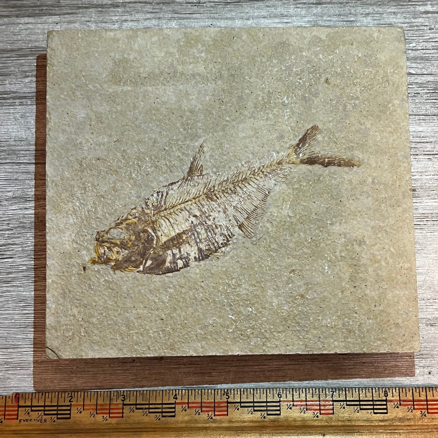 Diplomystus denatus fossil #7-005