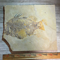 Priscacara fossil #7-007, Default Title at Stemcell Science Shop