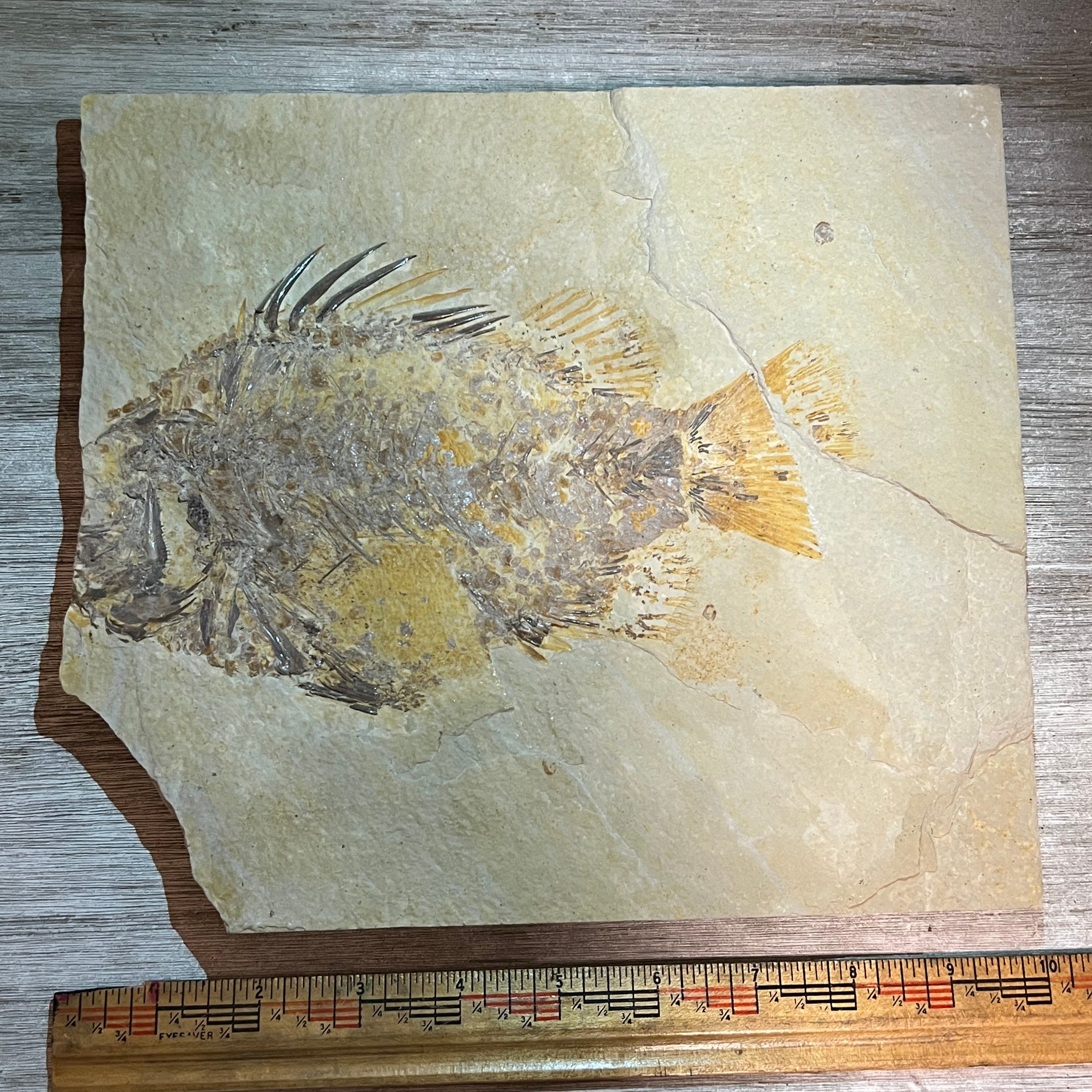 Priscacara fossil #7-007, Default Title at Stemcell Science Shop