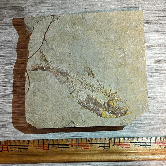 Diplomystus denatus #7-009